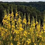Il Poggio Delle Ginestre Gospodarstwo wiejskie