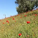 Gospodarstwo wiejskie Il Poggio Delle Ginestre