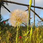 Il Poggio Delle Ginestre Landsted
