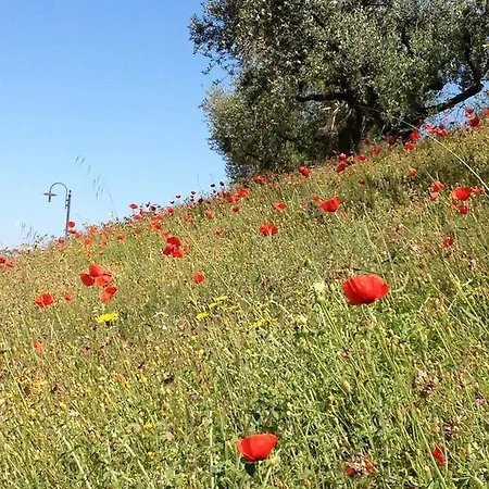 Country house Il Poggio Delle Ginestre