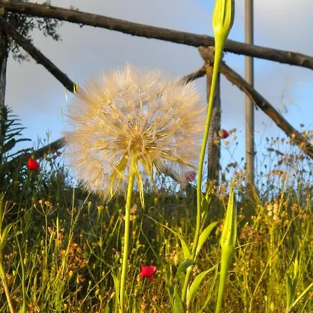 Il Poggio Delle Ginestre Landhuis