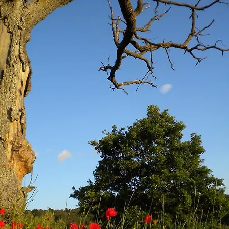 Il Poggio Delle Ginestre *